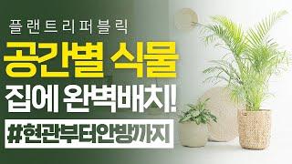 SUB) 공간별로 두기 좋은 식물!｜집에 완벽 배치｜a plant shelf｜플랜테리어｜인테리어화분｜거실화분｜홈가드닝｜아이방식물｜공기정화식물｜화장실식물｜