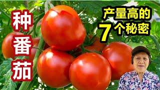 Plant a tomato this way and get the best yield