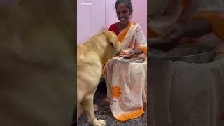 In the fake world dogs are only true soul of us….. #kicha #reels #viral #funny #dog  #doglovers