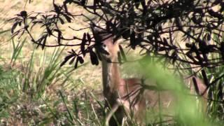 Gourmet Hunters - Rusa deer 2012.mov