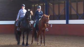 QueenUniek Pas de deux! Friesian and KWPN horse! | Friesian Horses