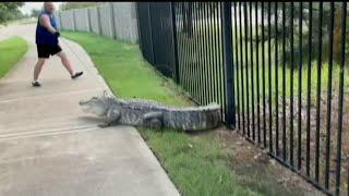 Huge gator spotted in Fulshear neighborhood