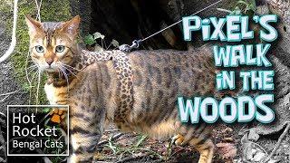 Bengal cat Pixel walking & exploring in the woods (short version)