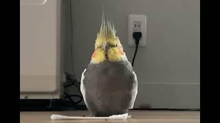 充電中のオカメインコ