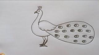 peacock drawing