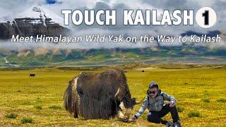 My 2nd adventure to Touch Mt. Kailash, Meet Wild Yak, Cook Egg at the highest hot spring