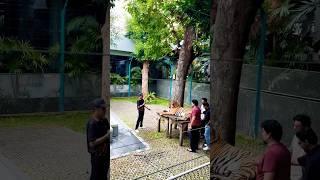 Tiger park | Dolphins                  #shorts #shortsfeed #nr #tiger #dolphins #travel #yt