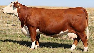 Most Beautiful Cow | Hereford Breed | Complete Documentary By AJ Cattle info