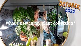 philodendron serpens in room humidity, plants that are on my last nerve, + more | October updates 