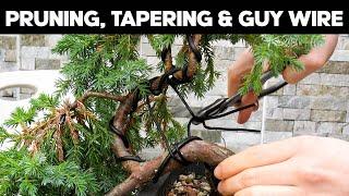 How To Make A Juniper Cascade Bonsai - Trunk Tapering & Wiring Techniques