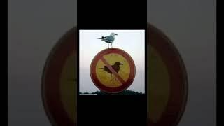 Seagull edit funny #viralvideo #cool #shortsfeed #edit #fyp #subscribe #funny #seagull #shorts