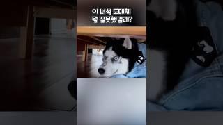 이 녀석 도대체 뭘 잘못했길래?  #shorts