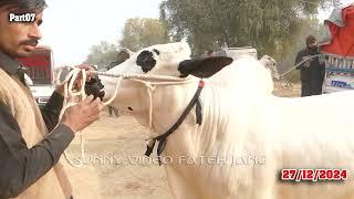 Today Domail Mandi Fatehjang Rate’s update27Dec2024-Part07Sunny Video Fateh Jang Cow Mandi 2024