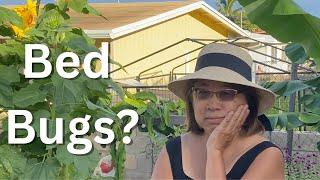 Bed Bugs Saved My Garden