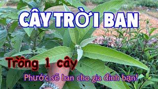 Cây Trời Ban, Nhà Nào Trồng Phước Ban Nhà Đó | CTVC