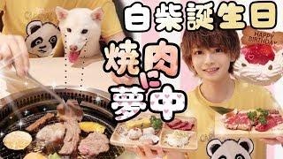 白柴の誕生日を焼肉屋さんでお祝いした結果、感情爆発Celebrate your dog's birthday with Yakiniku