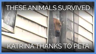 Animals Who Survived Hurricane Katrina, Thanks to PETA Members