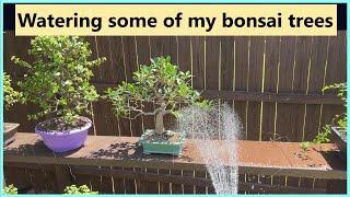 Watering some of my bonsai trees / ASMR #bonsai #portulacariaafra #ficus #watering #asmr