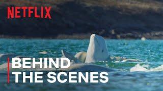 Underwater World of Beluga Whales | Behind The Scenes | Netflix