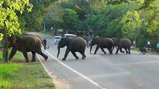 Elephant Parade |Village Embraces Elephant Herd Traffic Halted for Safe Passage of Calves and Adults