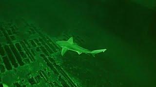 GoPro: Diving the Shark-Infested USS Oriskany