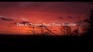 Dawn Chorus Real Time Sunrise - Relaxing Sounds