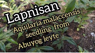 #Lapnisan #Agarwood Lapnisan Aquilaria malaccensis seedling from leyte