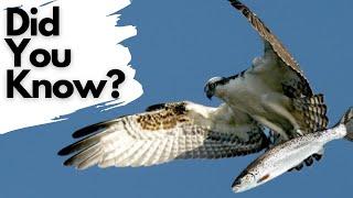 Things you need to know about OSPREYS!