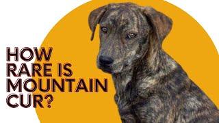 Mountain Cur Dogs 101 - Ideal Guard Dog!