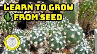 How to grow cacti and succulents from seed the EASY WAY!