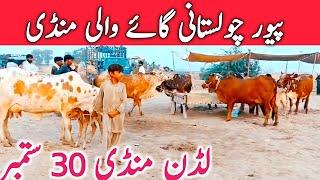 Pure Cholistani Sahiwal Cow Mandi | Luddan Cow Mandi || Mandi Star