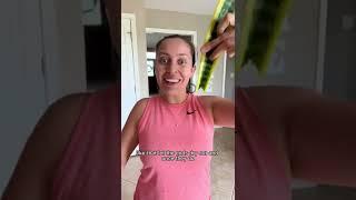 Oh no, my snake plant is broken… let’s propagate #snakeplant #plantcare #plantpeople #propagation