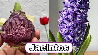 SEMBRANDO JACINTO y SUS CUIDADOS PARA TENER HERMOSA FLORACION DURADERA Hyacinthus