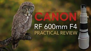 I sold my 400mm f/2.8 lens for a 600mm f/4 for Wildlife (Canon RF 600mm F4 Review)