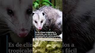 El increíble Marsupial Mexicano #tlacuache #animalesmaravillosos