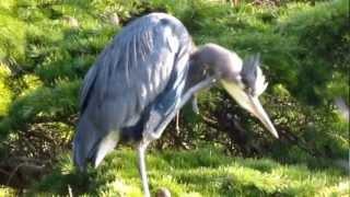 GREAT BLUE HERON AT BEACON HILL PARK NOV 9-12