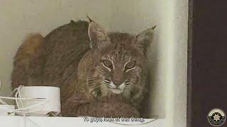 Video: Deputies attempt to get bobcat out of Ken Caryl home with simple housecat trick