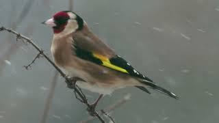 CANTO de aves EXÓTICAS. canto de pájaros RECLAMO para aves.