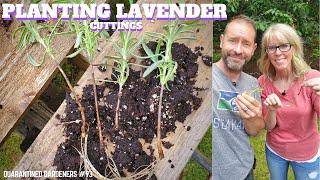  Planting Lavender Cuttings (take 2) - QG Day 93 