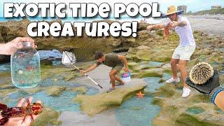 Catching EXOTIC Creatures Out Of TIDE POOLS For My AQUARIUM!! *Crazy Finds*