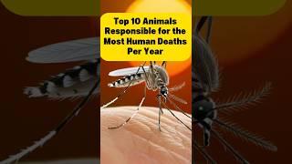 Top 10 Animals Responsible for the Most Human Death Per year  #vlogmas2024 #animalsmatter #shorts