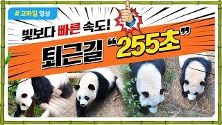 "255초" 역대 가장 빠른 퇴근길 | 짧은 관람.. 이러면 곤란해~ 아이바오! 루이바오! 후이바오! #RuiBao #HuiBao #AiBao #LeBao #SongBao