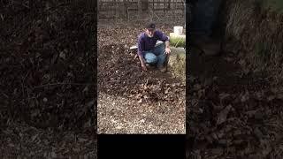 Deep mulch improves all soils #garden #gardening #urbanfarm #soilhealth