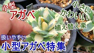 【アガベ】扱いやすい小型アガベ特集！ 小さくてかわいい小型のアガベを色々紹介【Agave】【園芸】