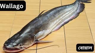 ২০টি মাছের  নাম ইংরেজি এবং বাংলায় Sona Monider Patshala #kidslearning #englishgrammar