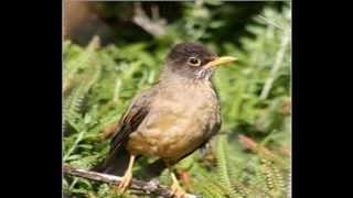 AVES DE CHILE - CANTOS (2/2)