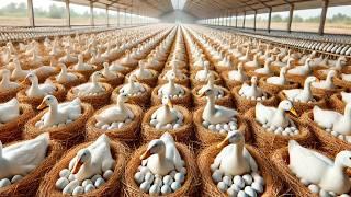 No Creerás Cómo China Produce Millones de Huevos de Pato y qué Hace con Ellos…