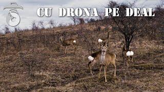 Animale si peisaje filmate din drona (Animals and landscapes filmed by drone)