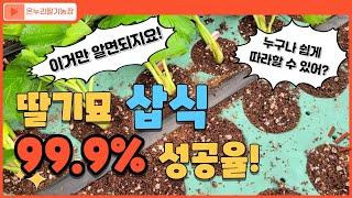 99.9% 성공율 딸기묘 삽식하기 따라해볼래?(온누리딸기농장)