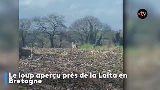 Le loup aperçu près de la Laïta, en centre Bretagne